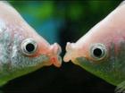 KISS